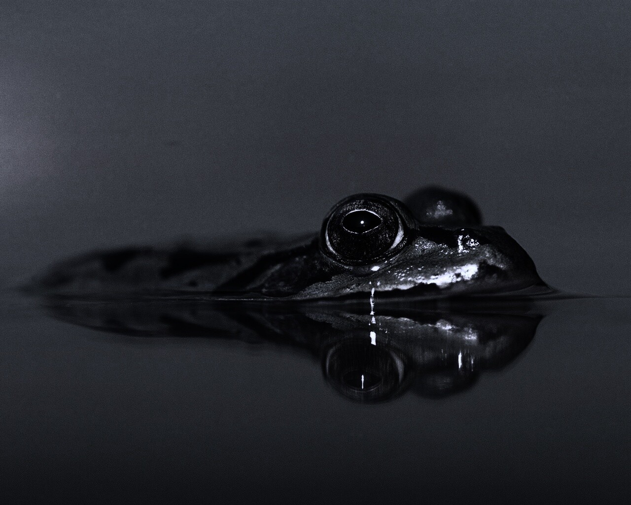 Лягушка обои