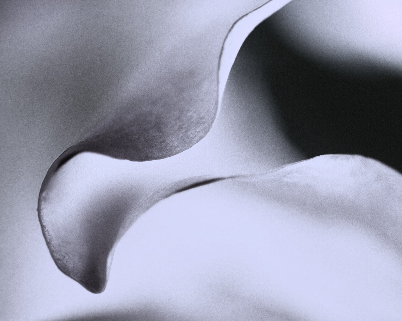 Оттенки природы обои