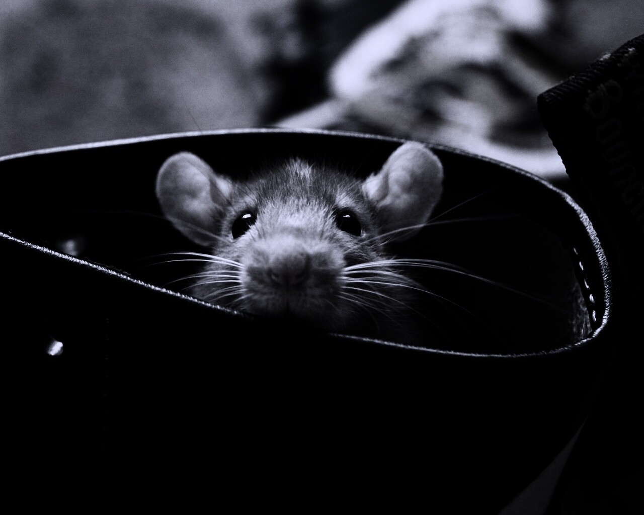 Мышонок выглядывает из ботинка обои