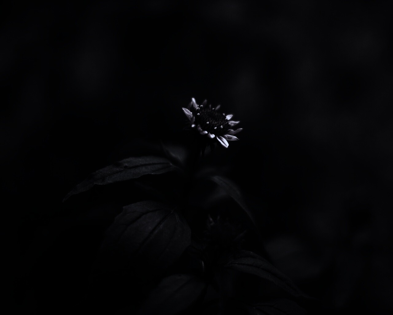 Фотография цветка обои