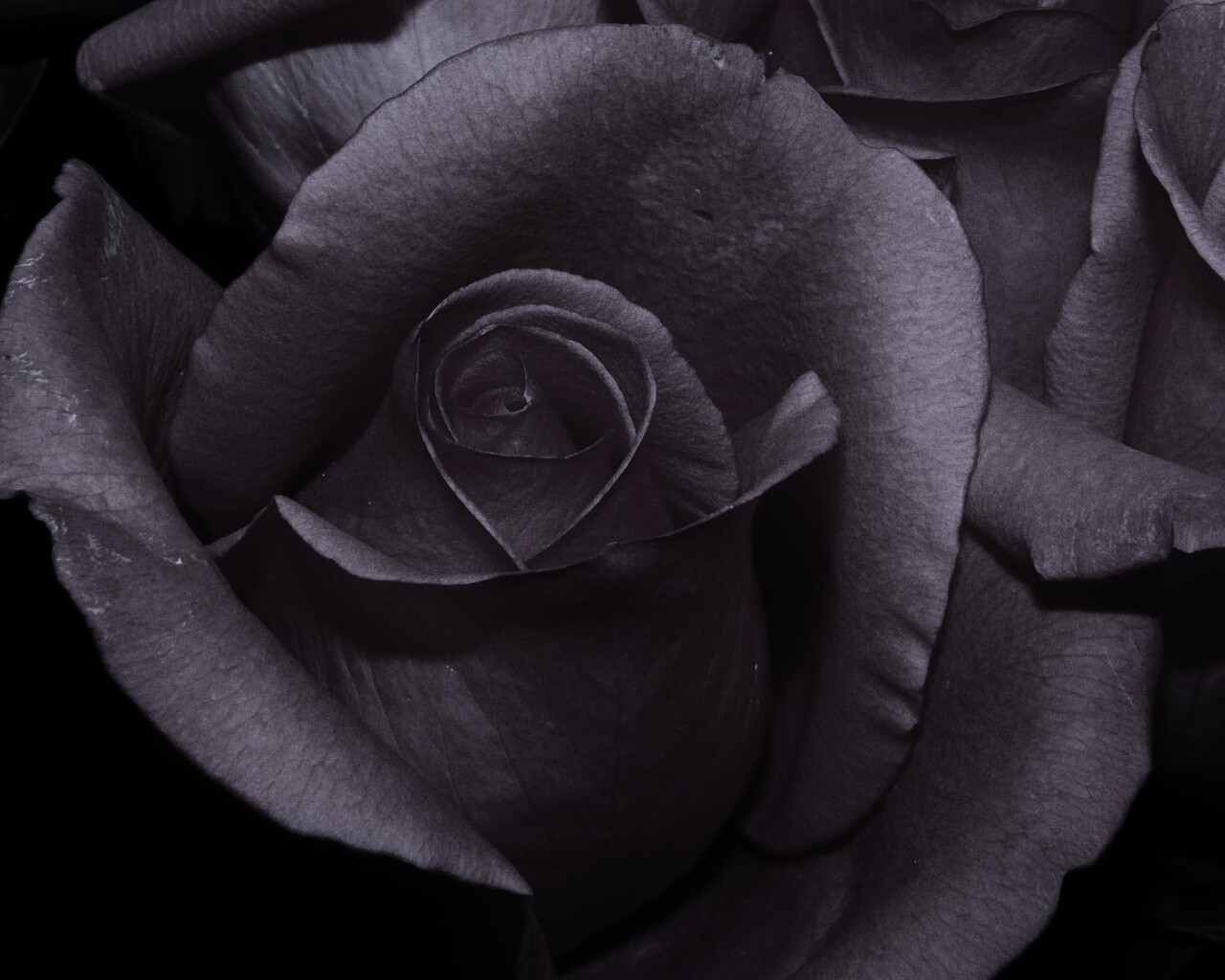 Бутон розы обои