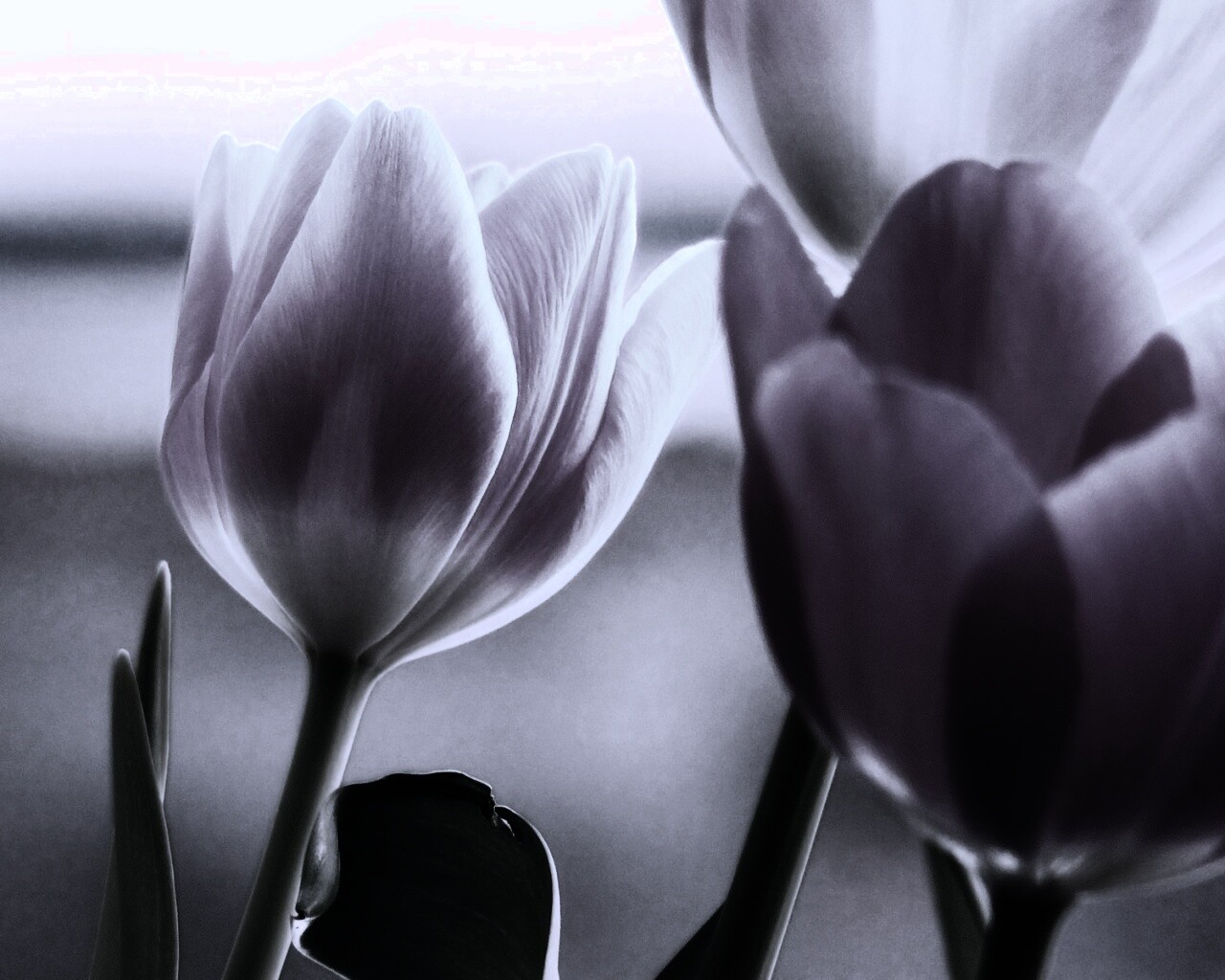 Тюльпаны обои