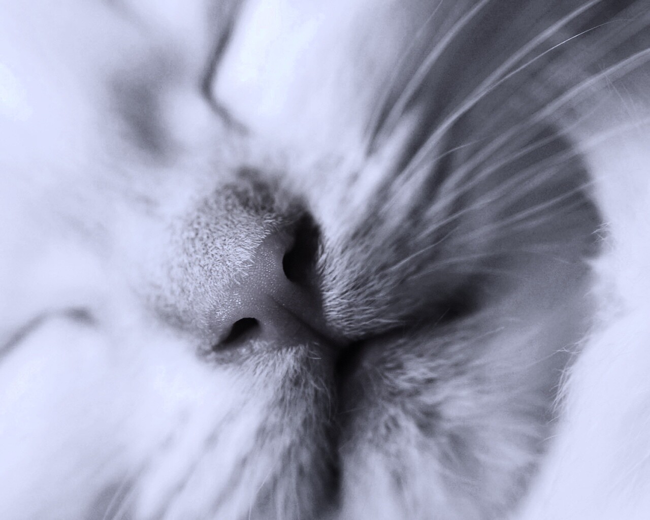 Кошачья мордочка обои