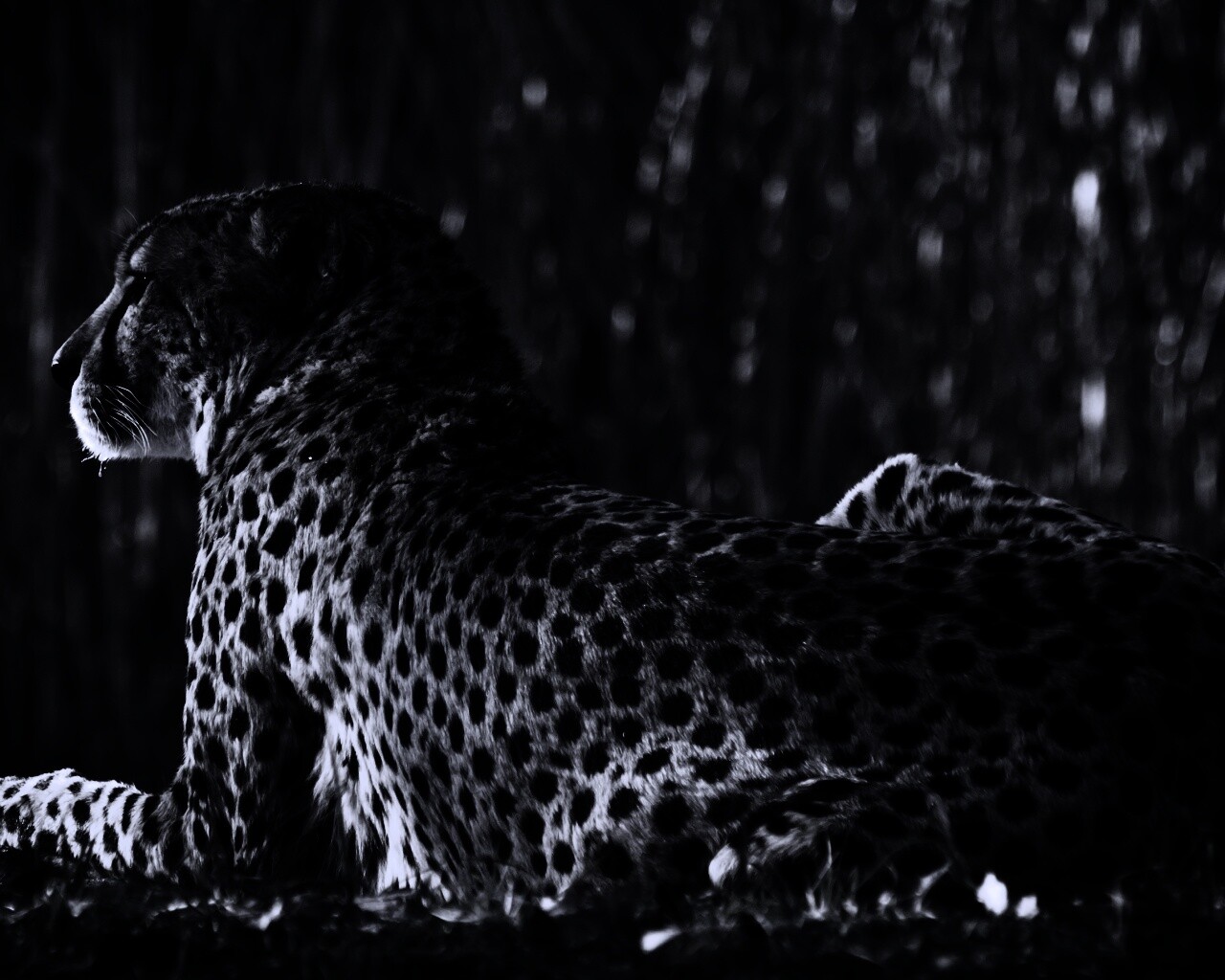 Гепард обои