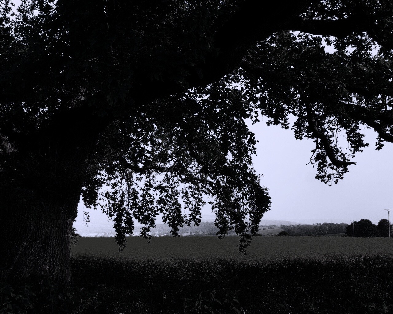 Старый дуб обои