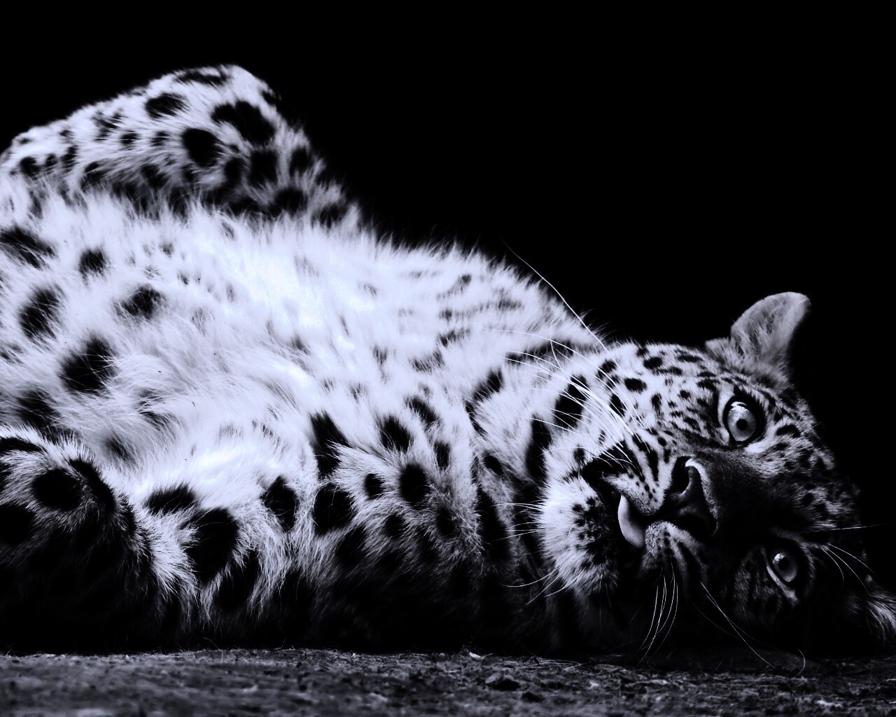 Большая пятнистая кошечка обои