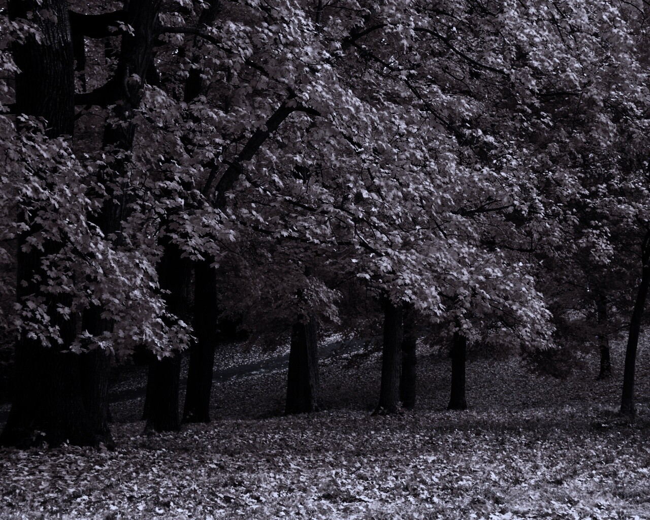 Парковая осень обои