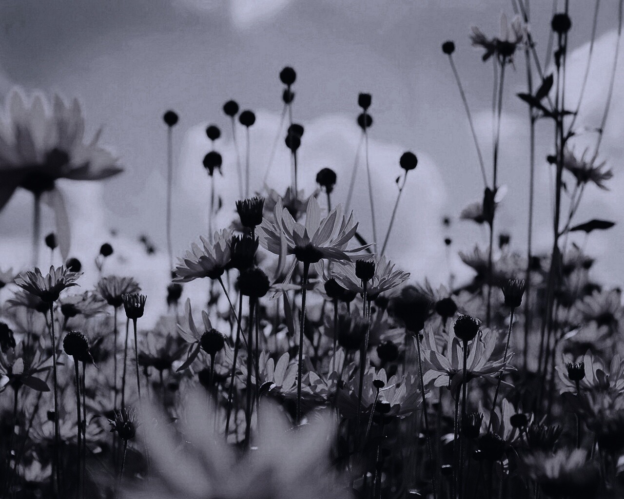 Полевые цветы летом обои