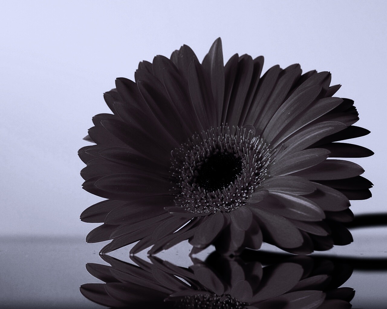 Гербер на стекле обои