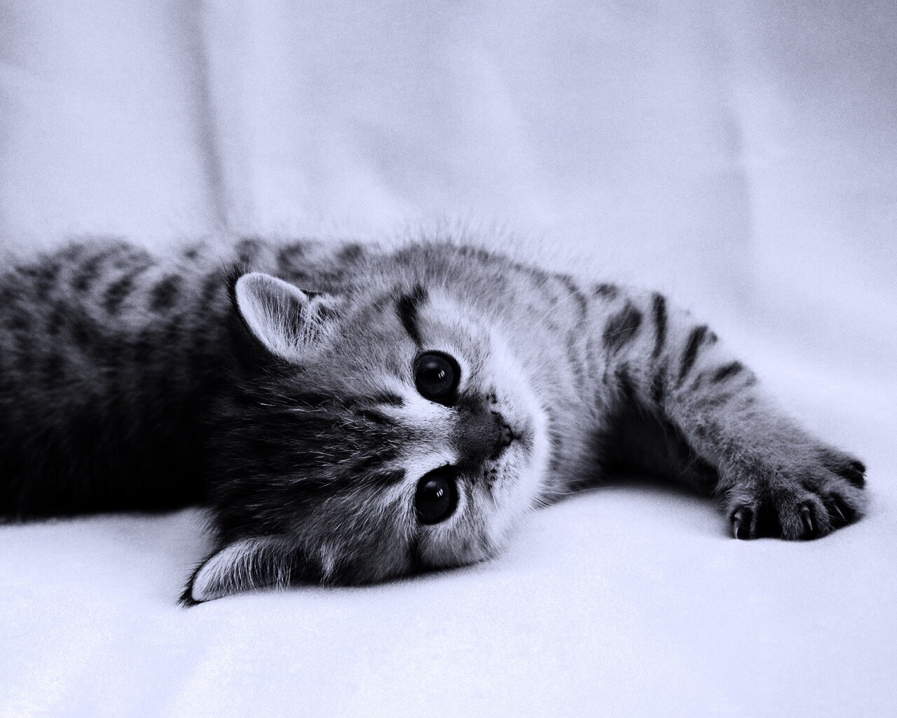 Рыжиый котенок с синим глазами обои