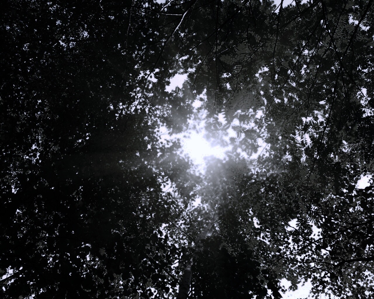 Яркий зеленоватый свет пробивающийся сквозь листву обои