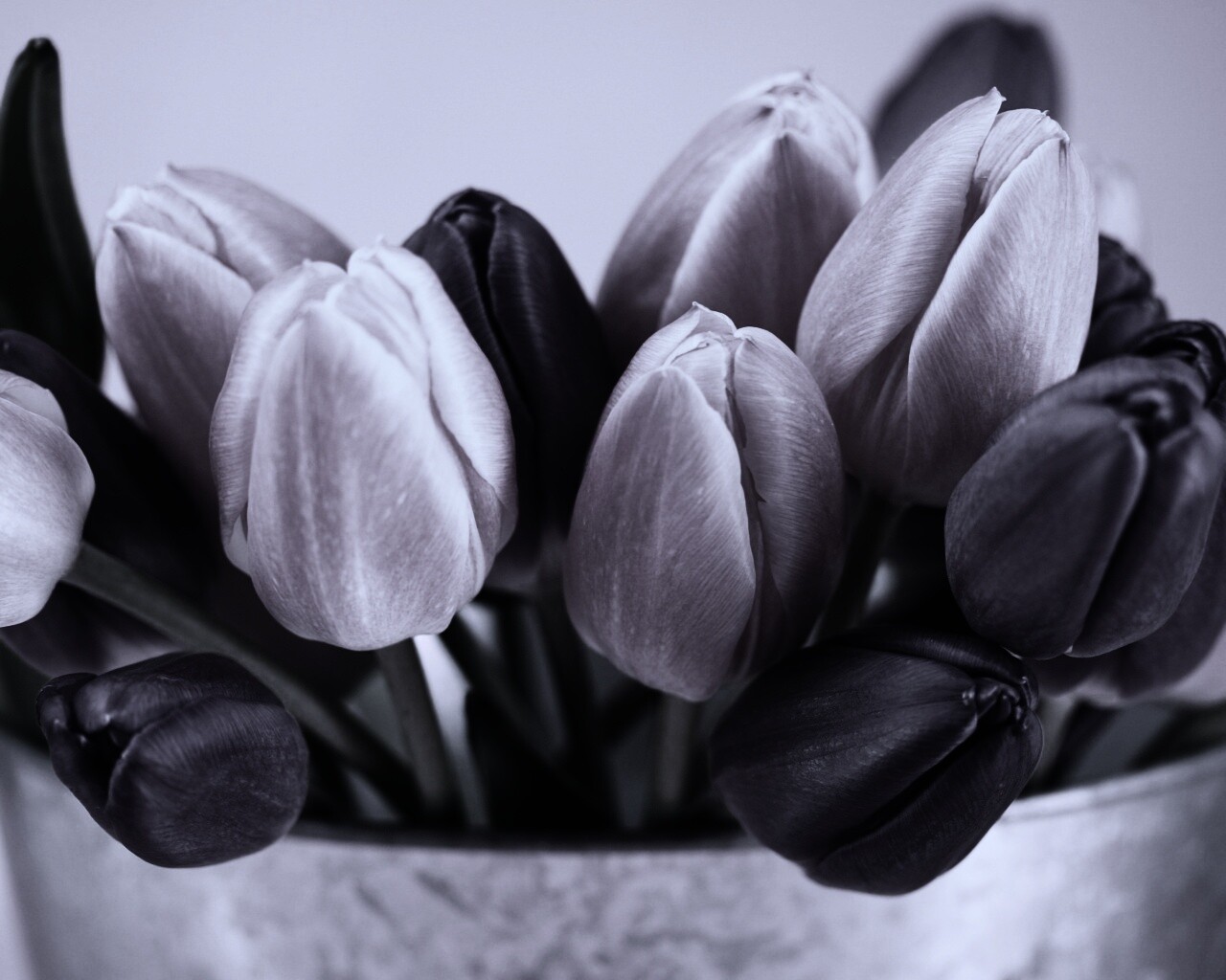 Розовые и фиолетовые тюльпаны обои