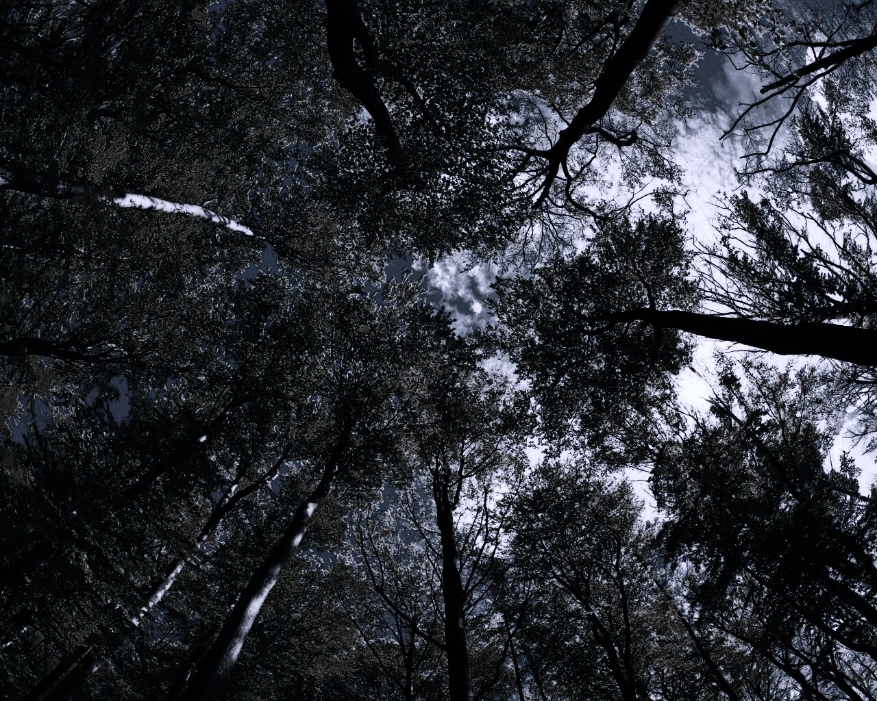 Кроны деревьев обои