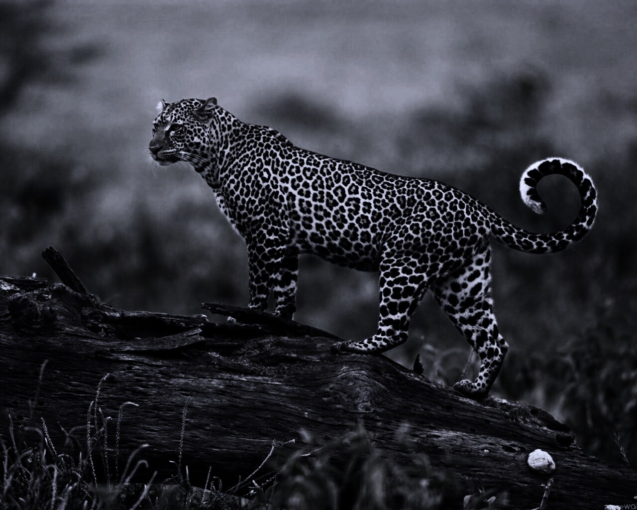 Леопард на природе обои