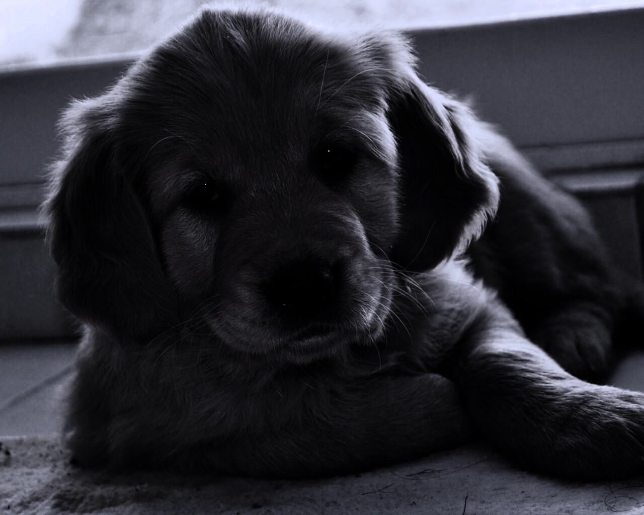 Сонный щенок лабрадора обои