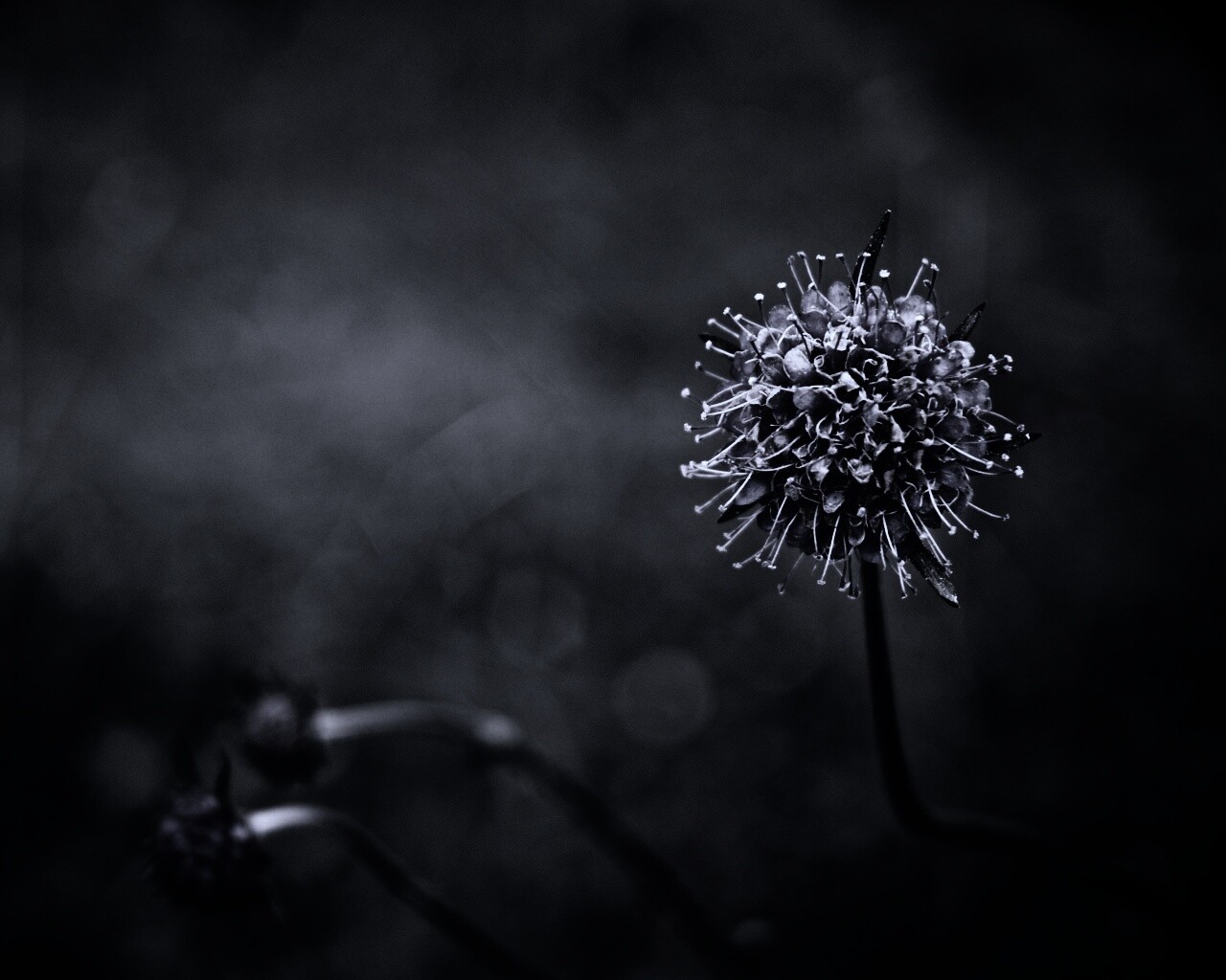 Цветок в макро обои