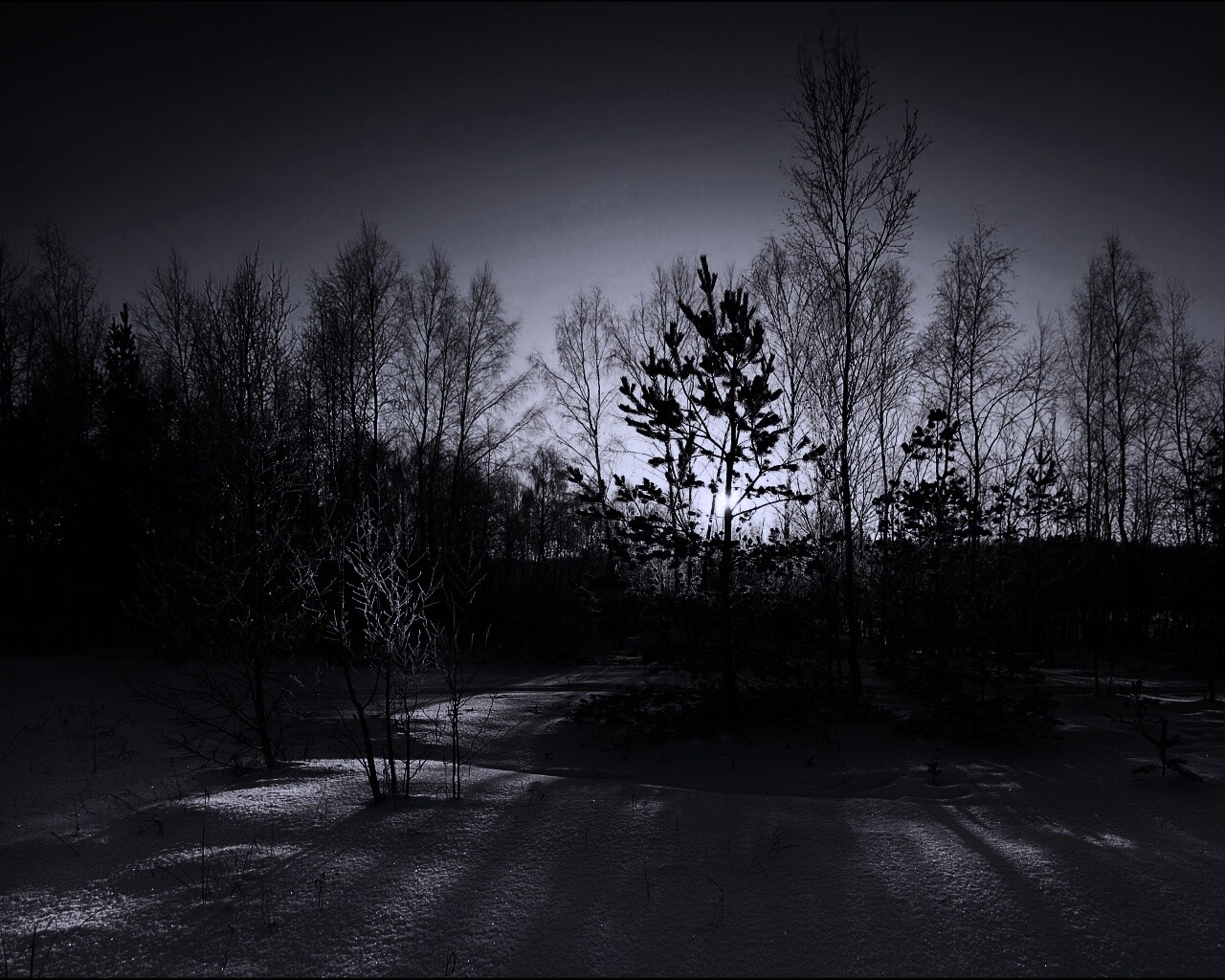 Зимний лес обои