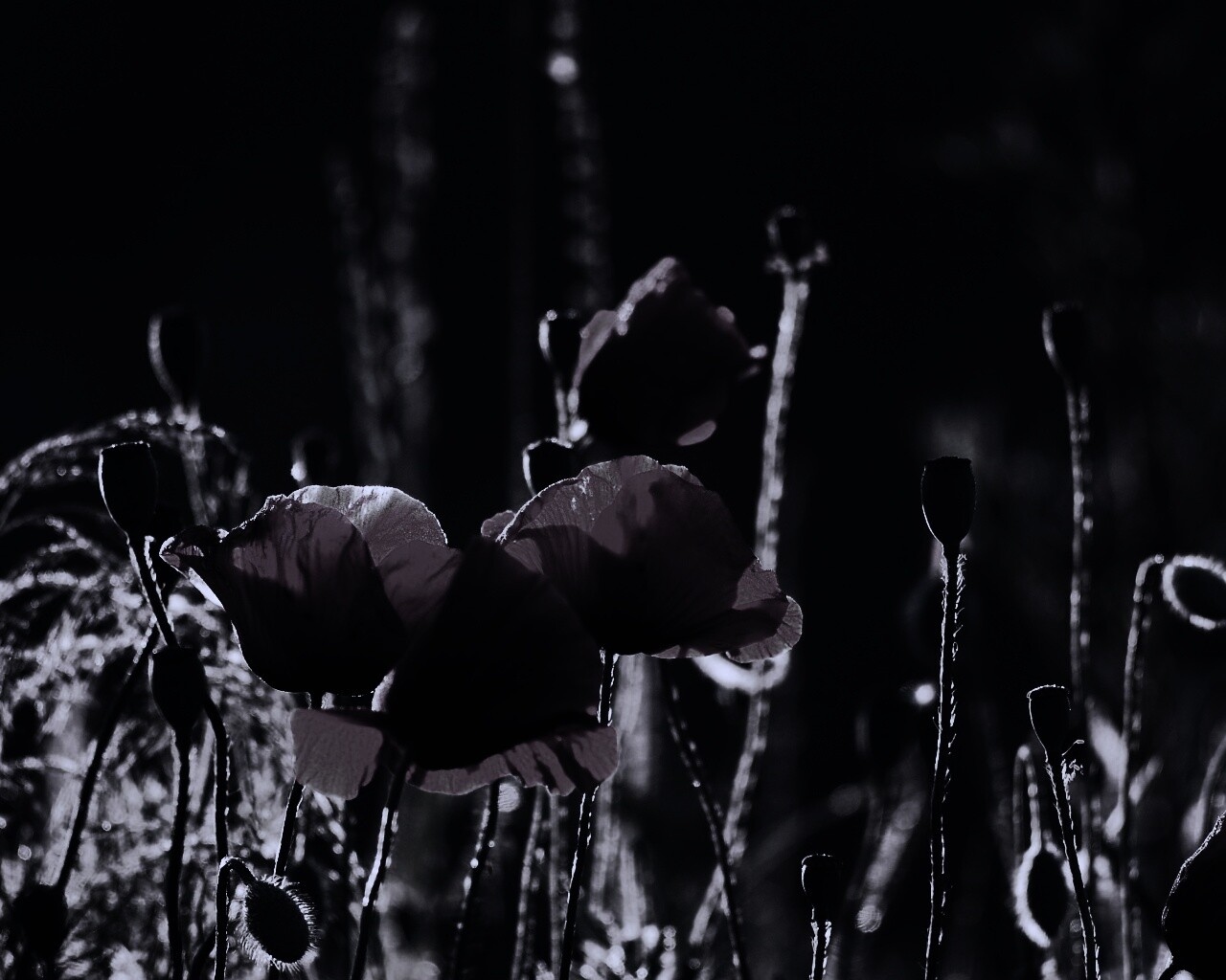 Макро фото мака обои