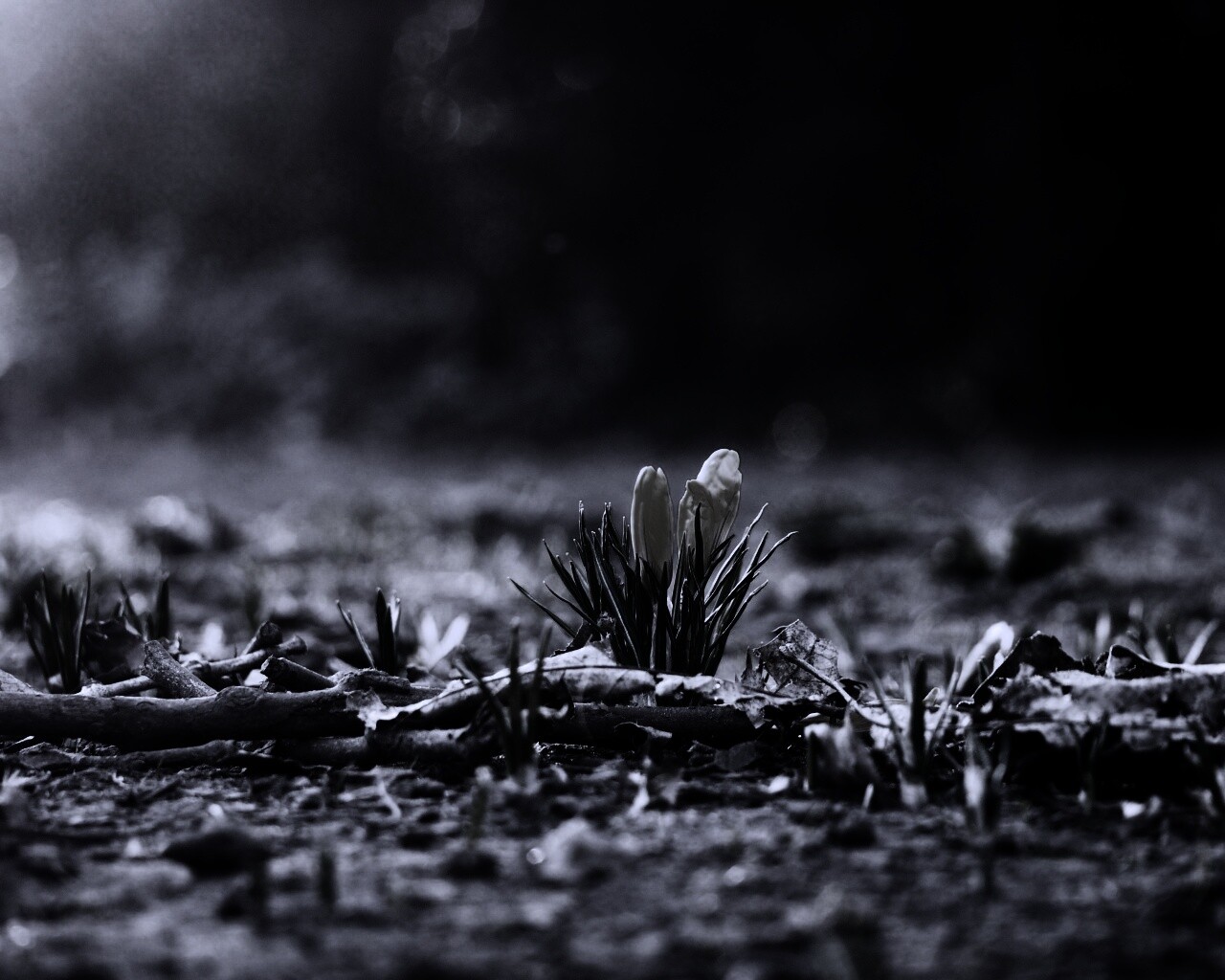 Весенняя трава и цветы обои