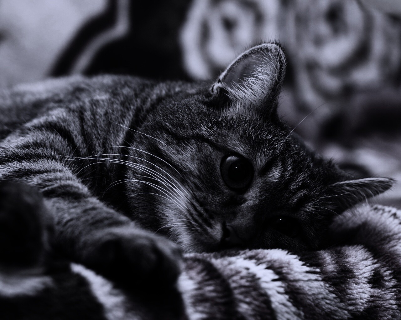 Полосатая кошка обои