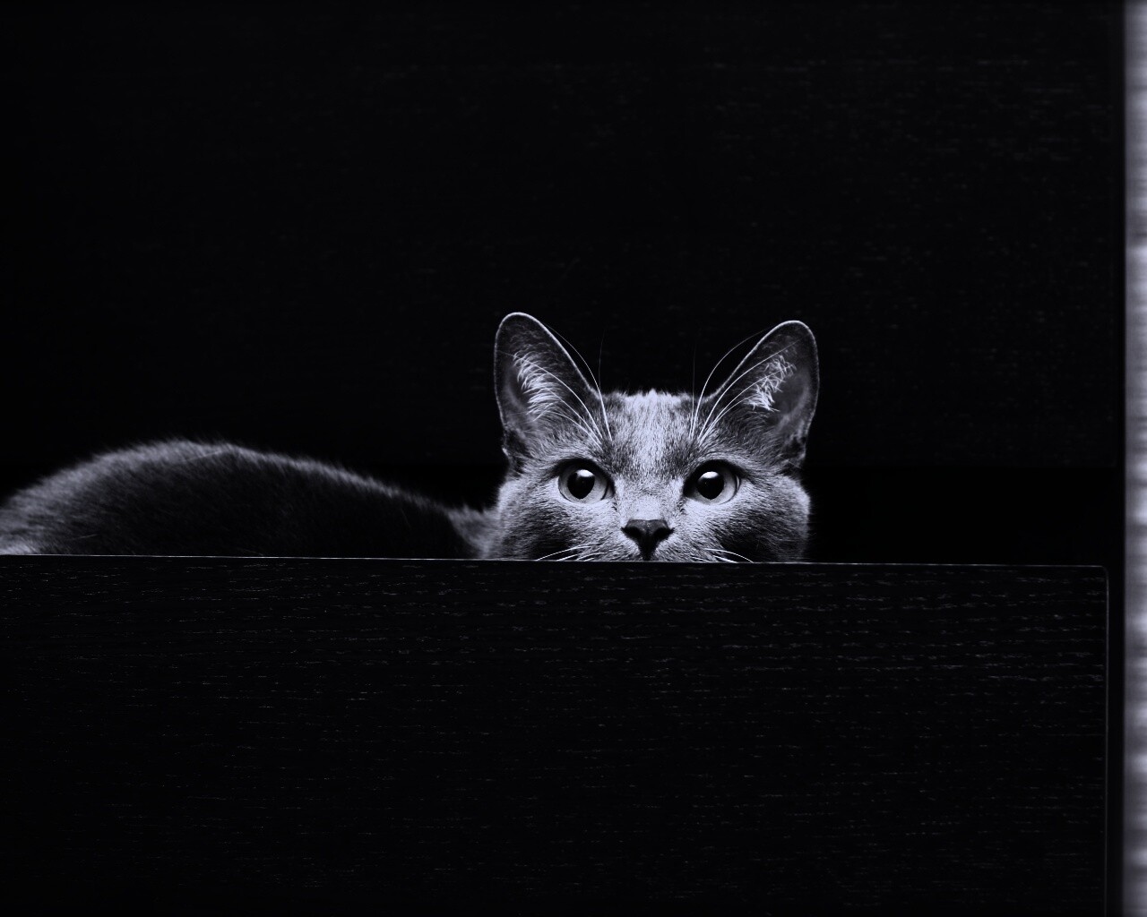 Кот в ящике комода обои