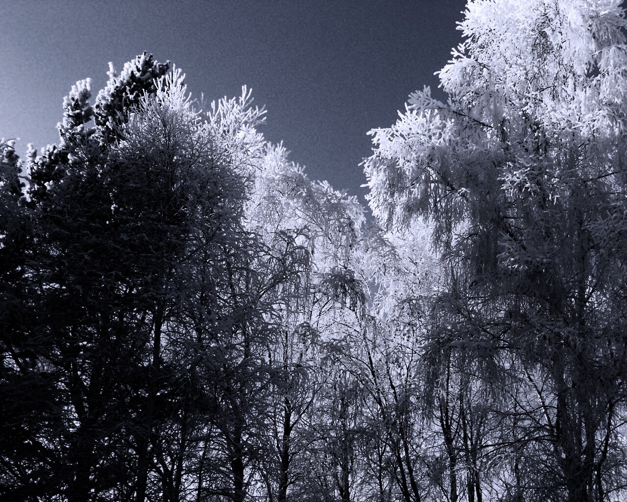 Замерзший лес обои