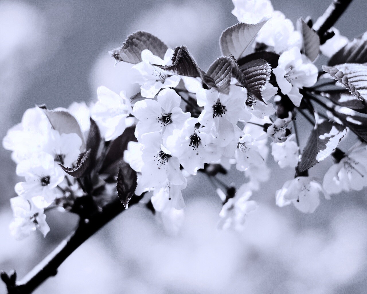Белые цветы вишни обои