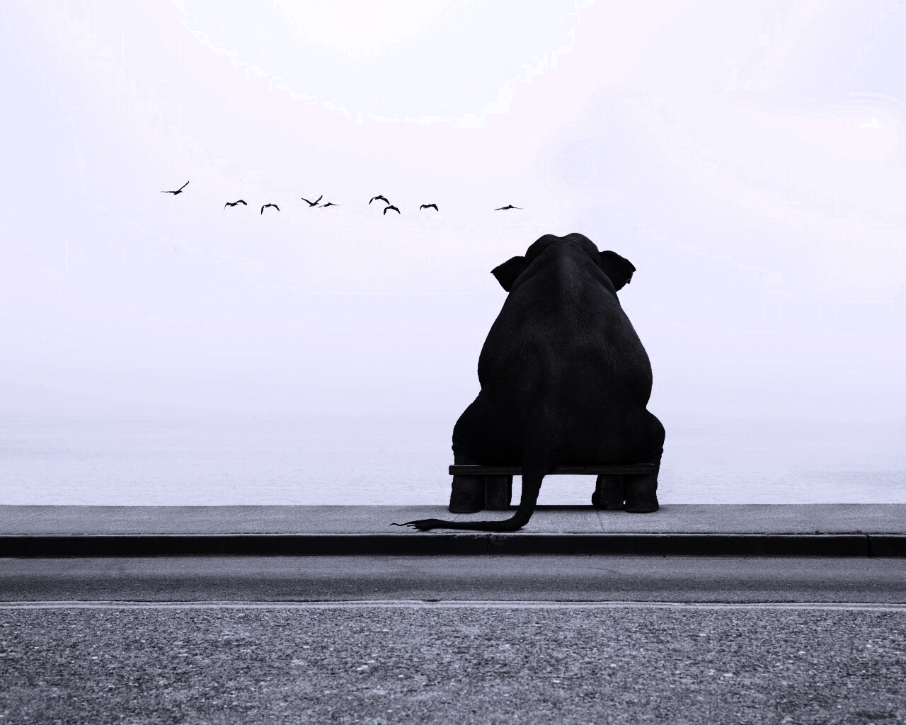 Слон на табуретке обои