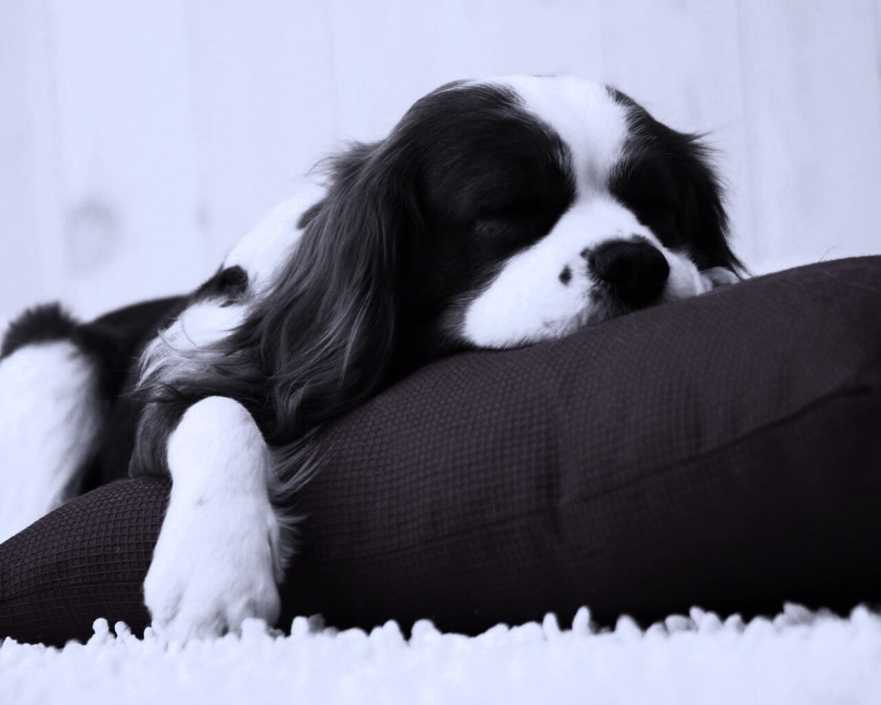 Спящий щенок на красной подушке обои