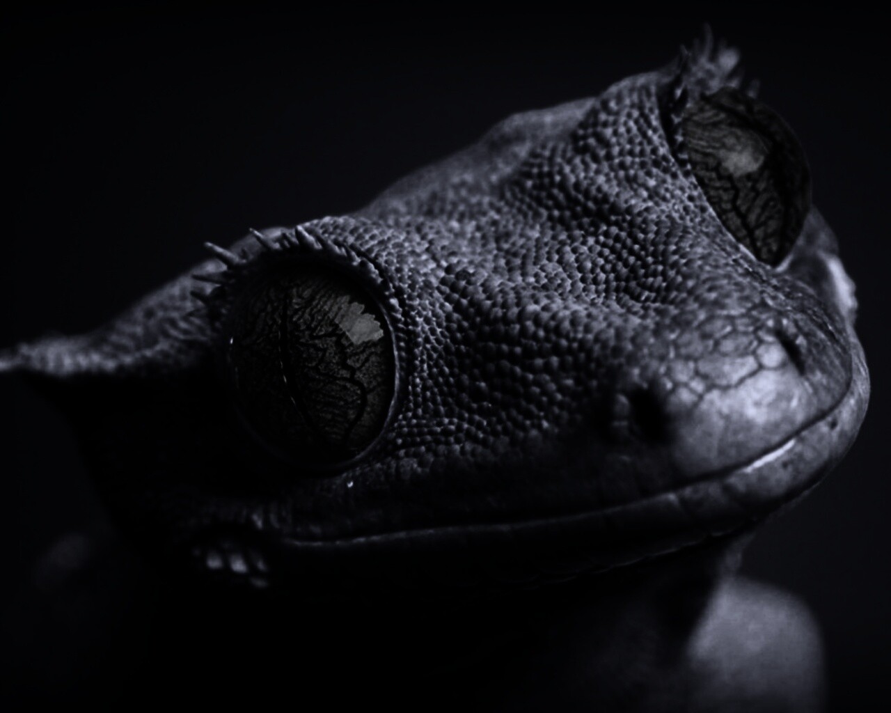 Ящерка обои