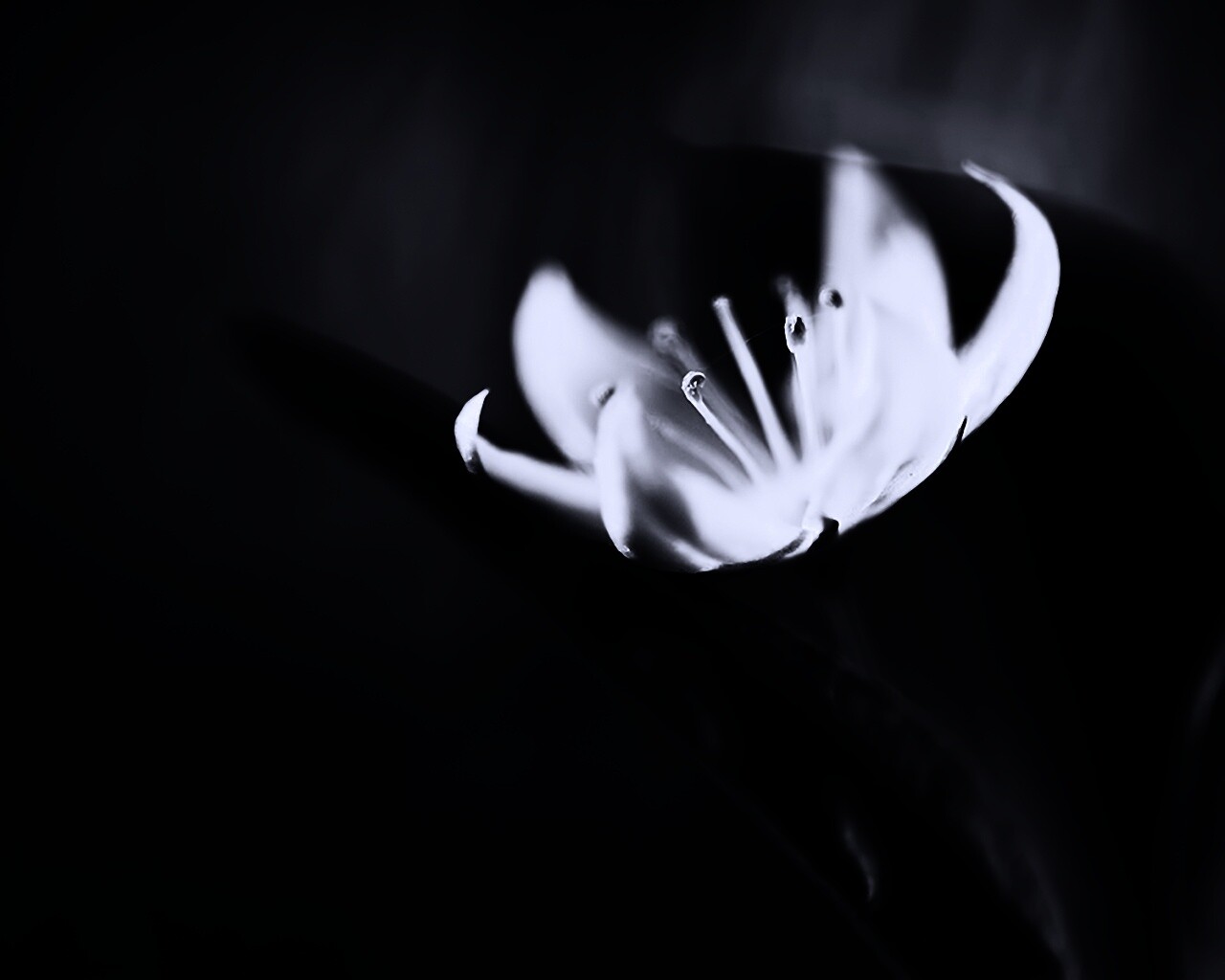 Белый цветок обои