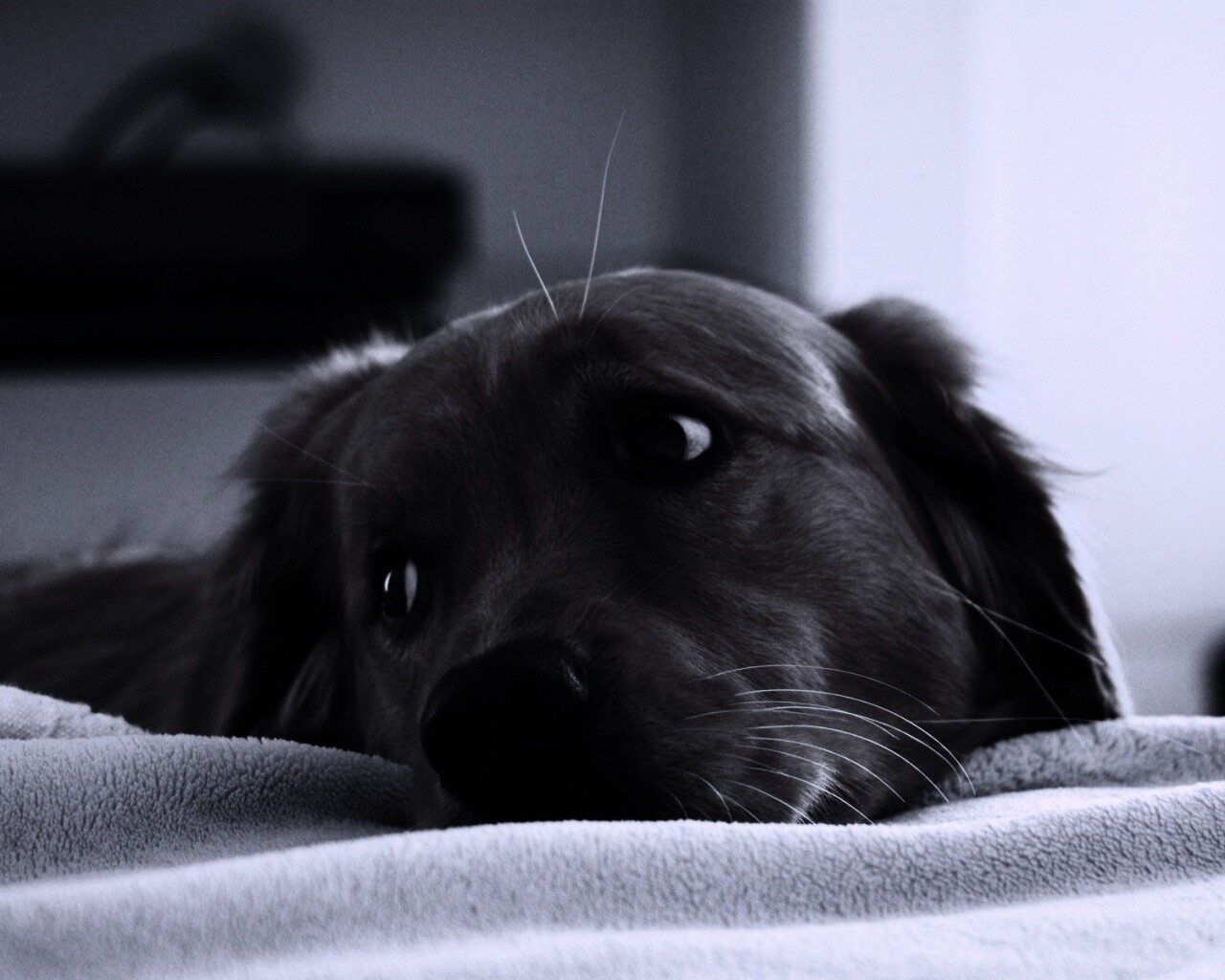 Лабрадор-ретривер обои