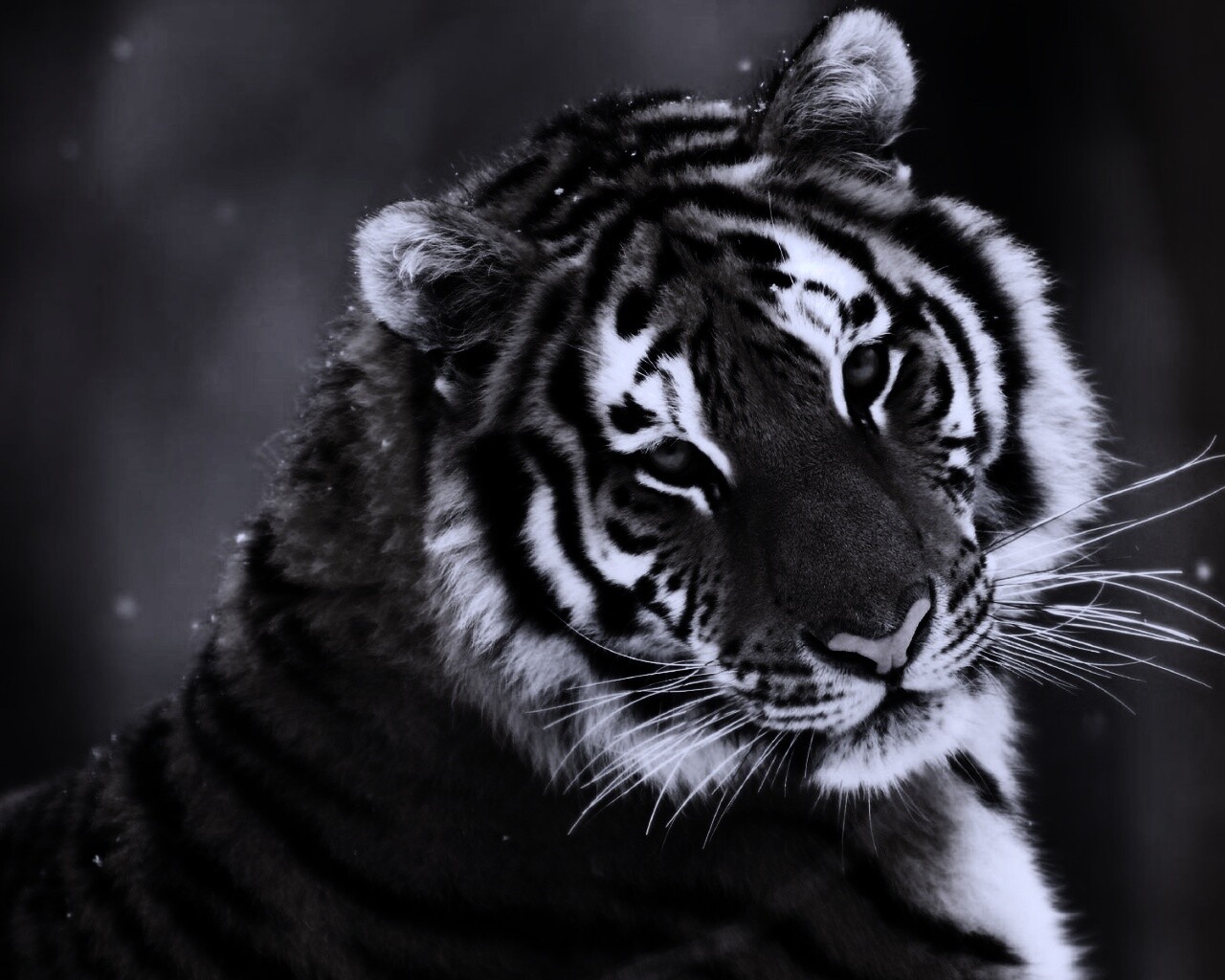 Тигр оборачивается обои