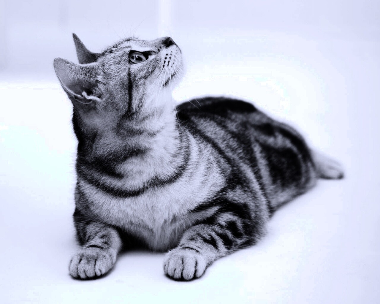 Котэ смотрит наверх обои