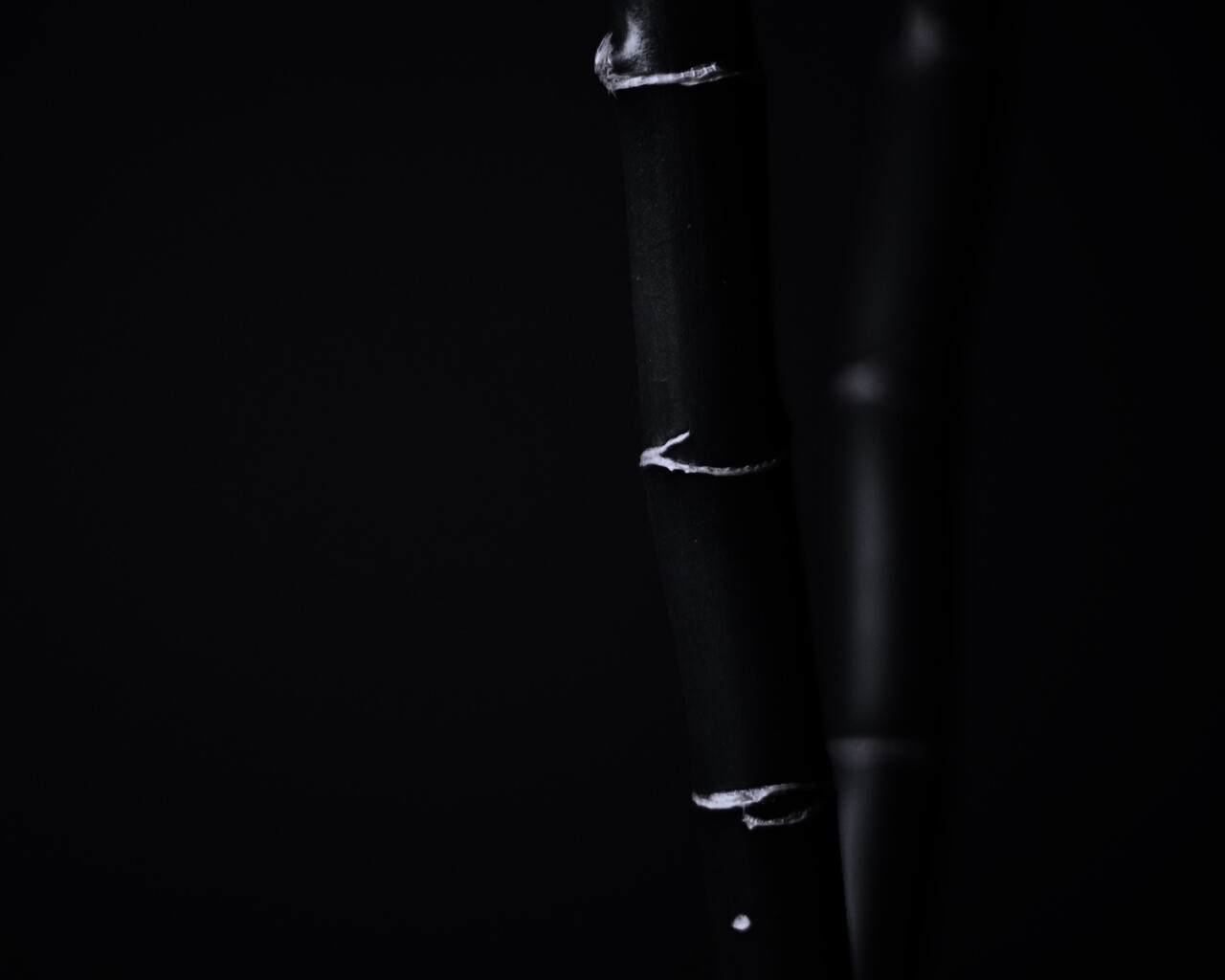 Макро фото стебля бамбука обои