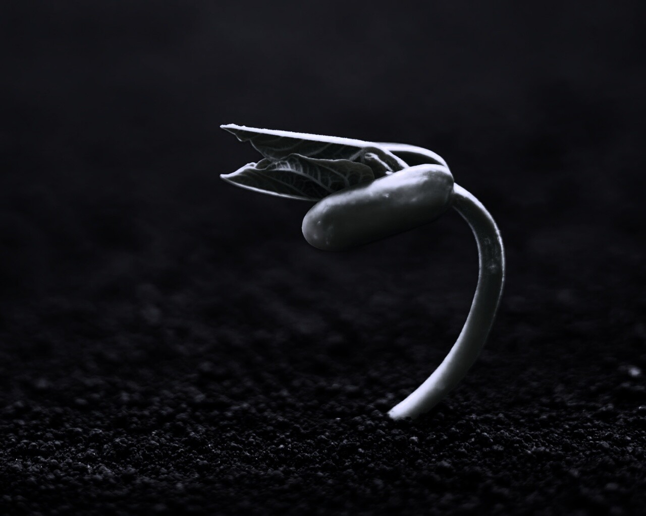 Макро фото зелёного росточка обои