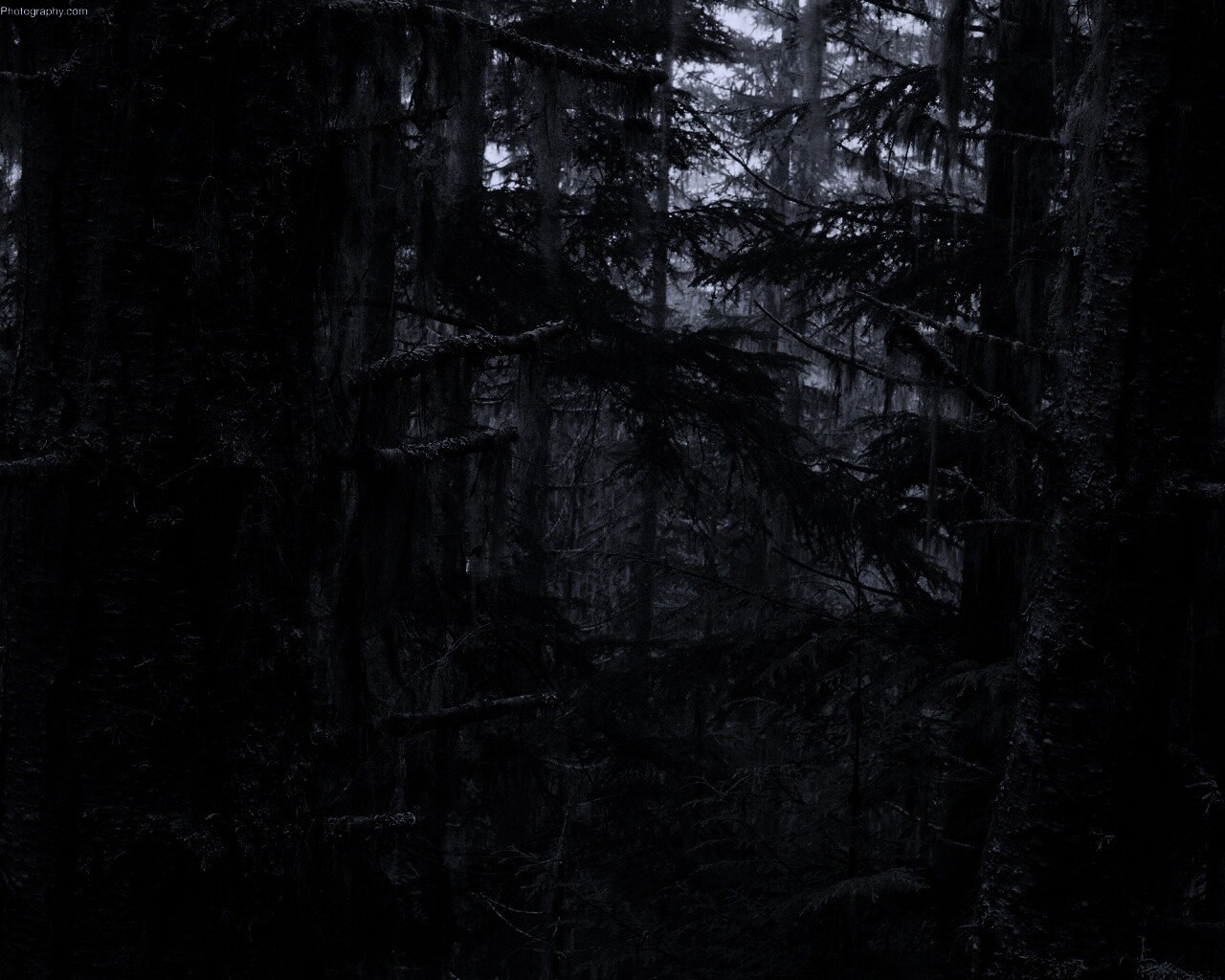 Дремучий лес обои