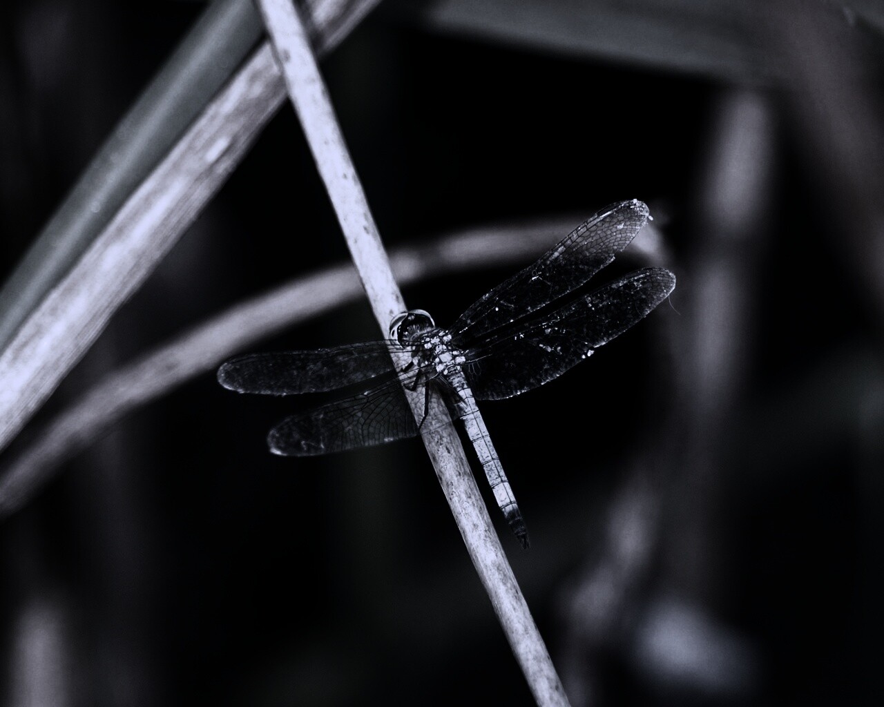 Стрекоза на тарвинке обои