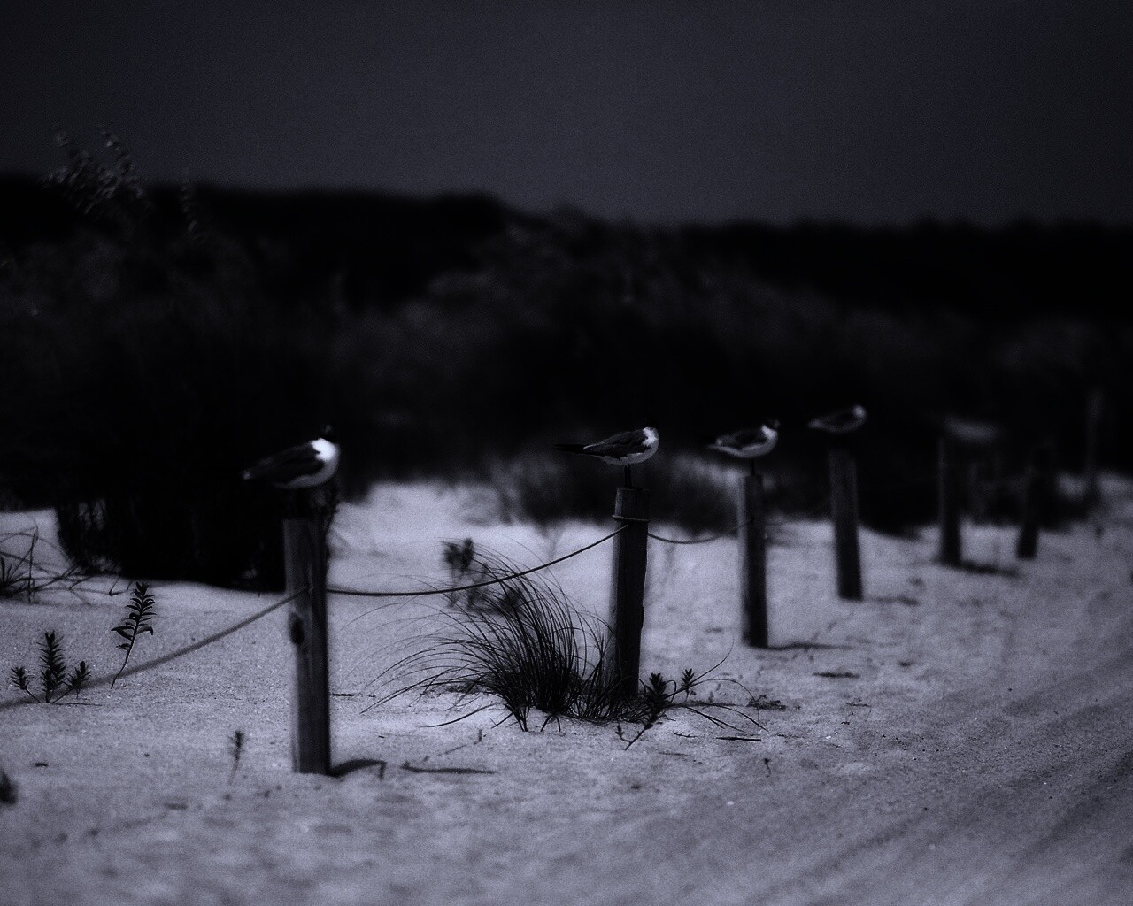 Птички на столбиках обои