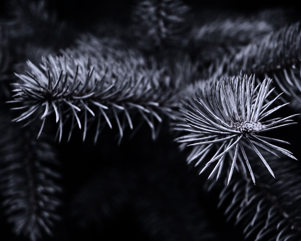 Ветки голубой ели обои