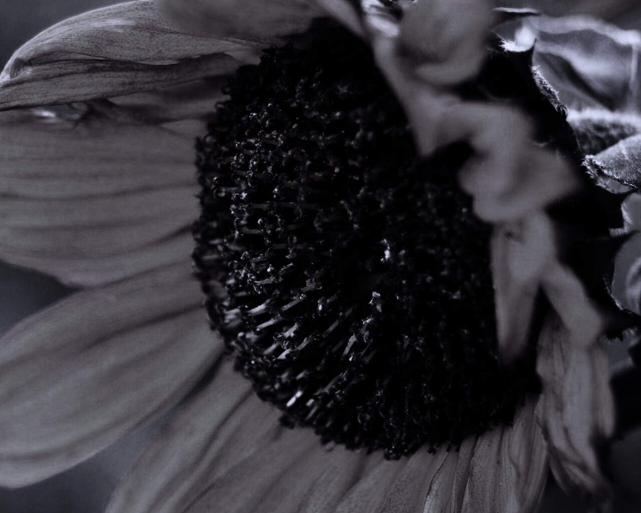 Подсолхну осенью обои