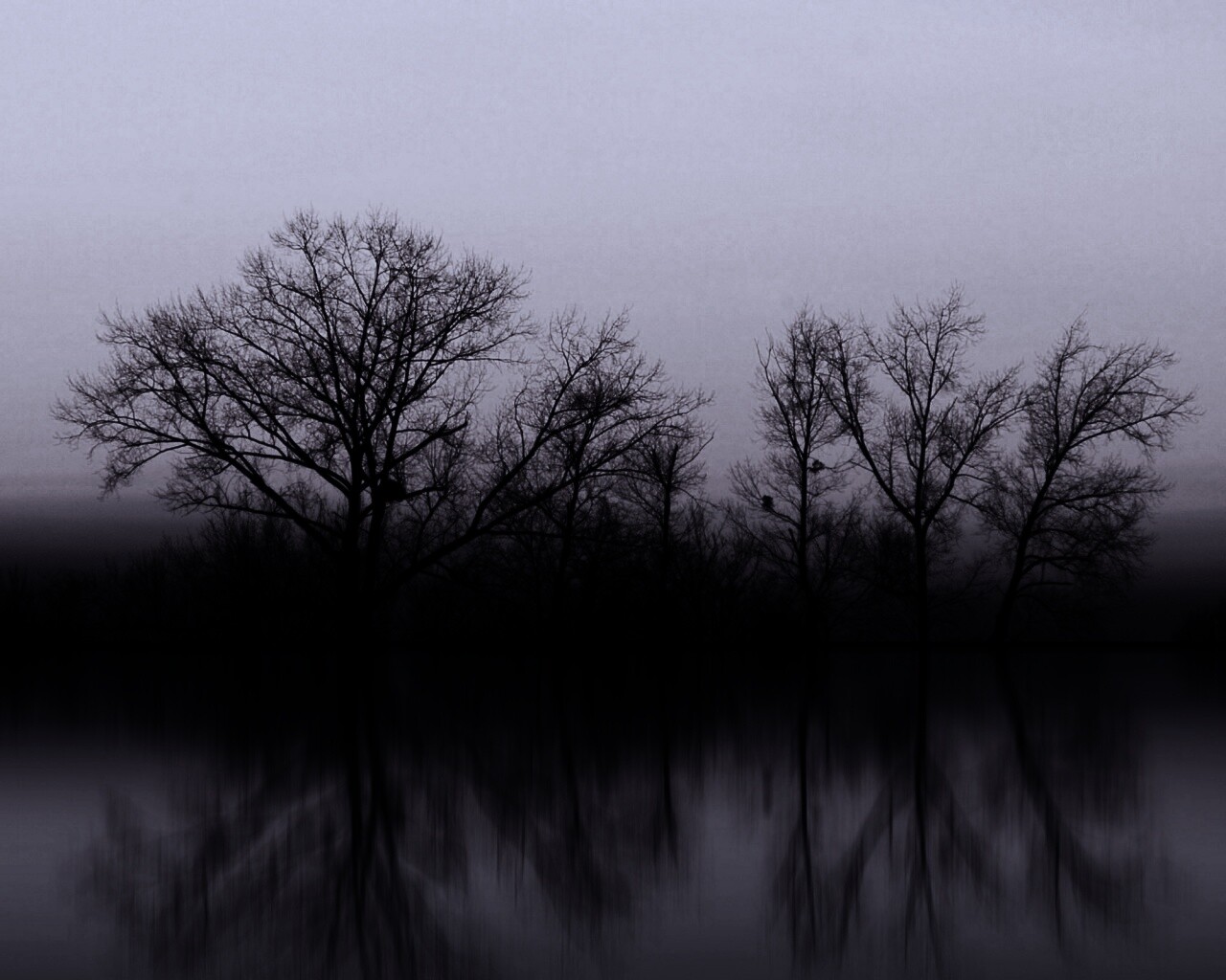 Деревья при закате обои