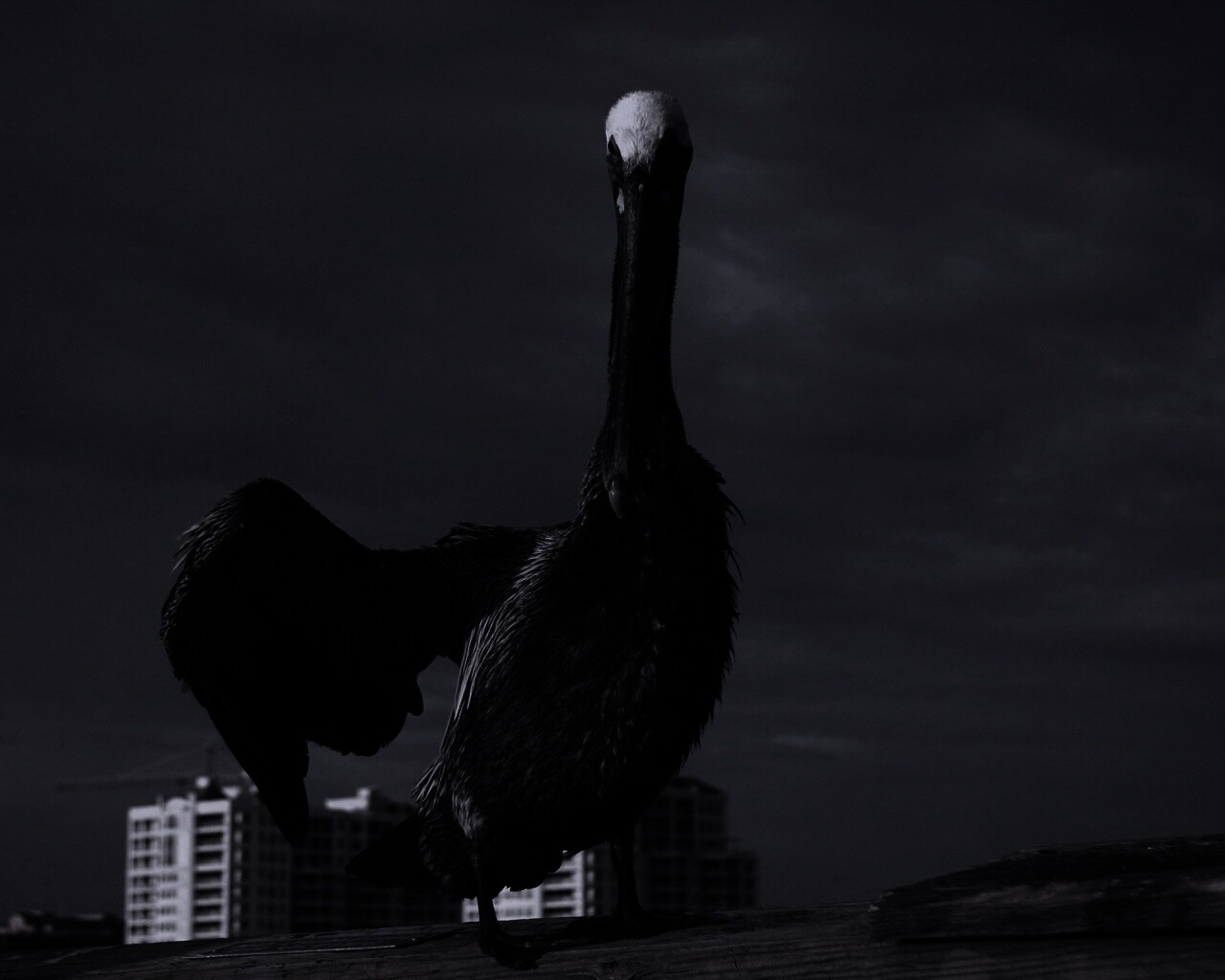 Привет, пеликан! обои