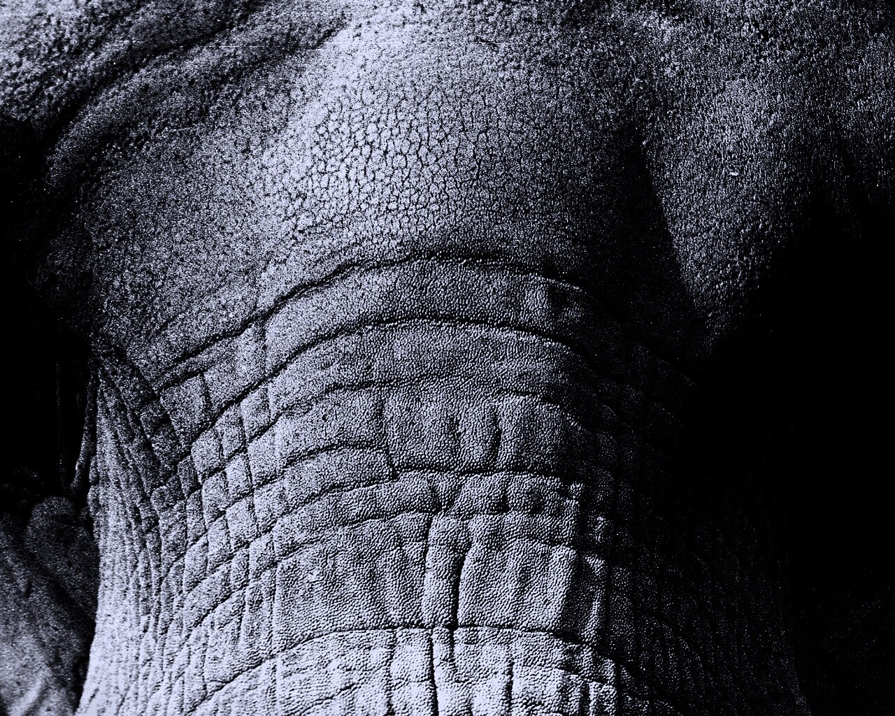 Слонячие глаза обои