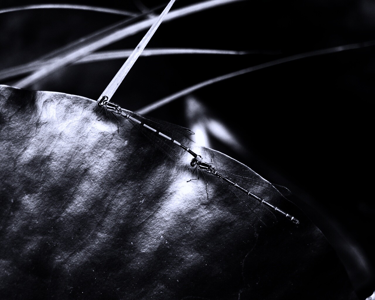 Стрекозы обои