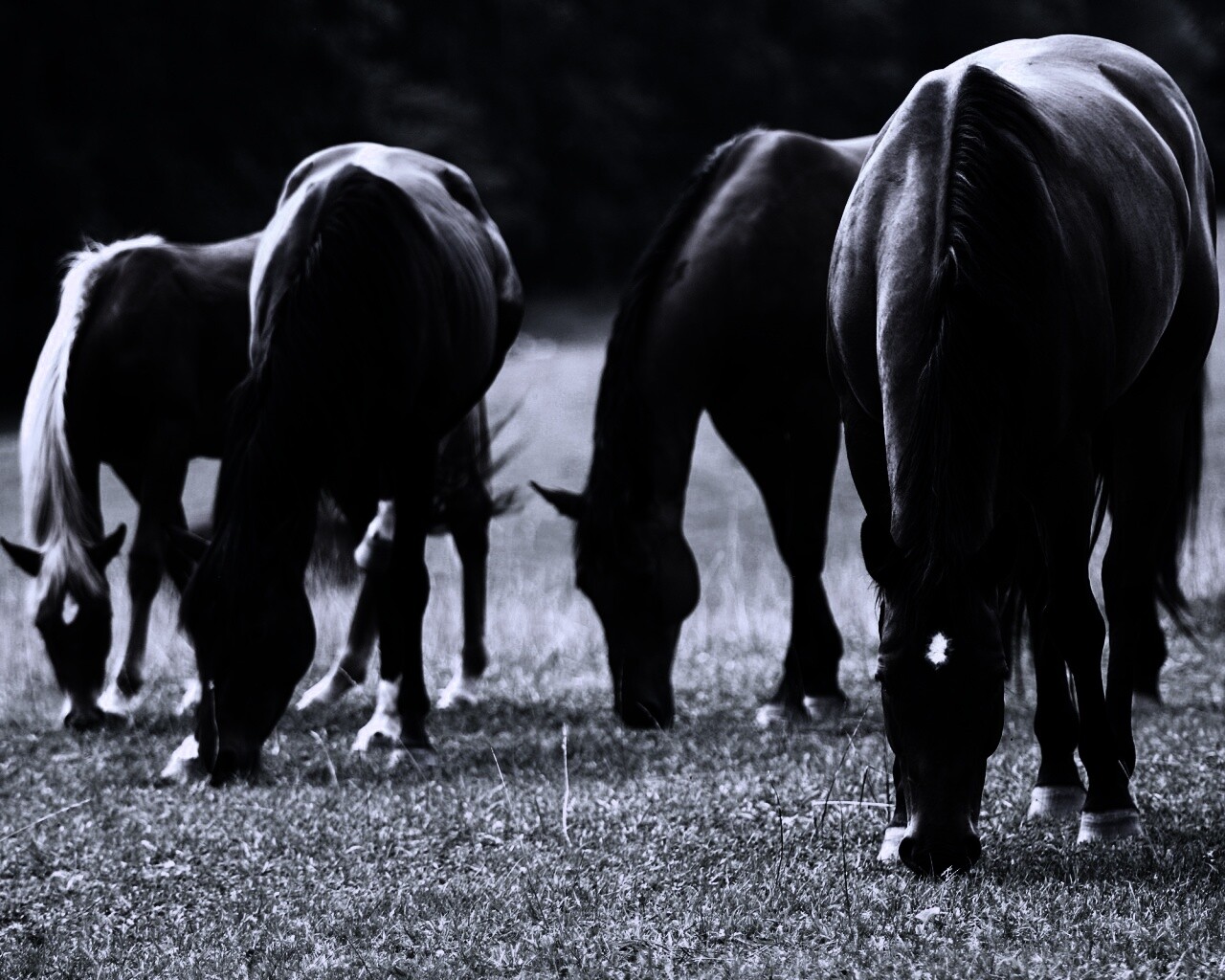 Время пощипать травку обои