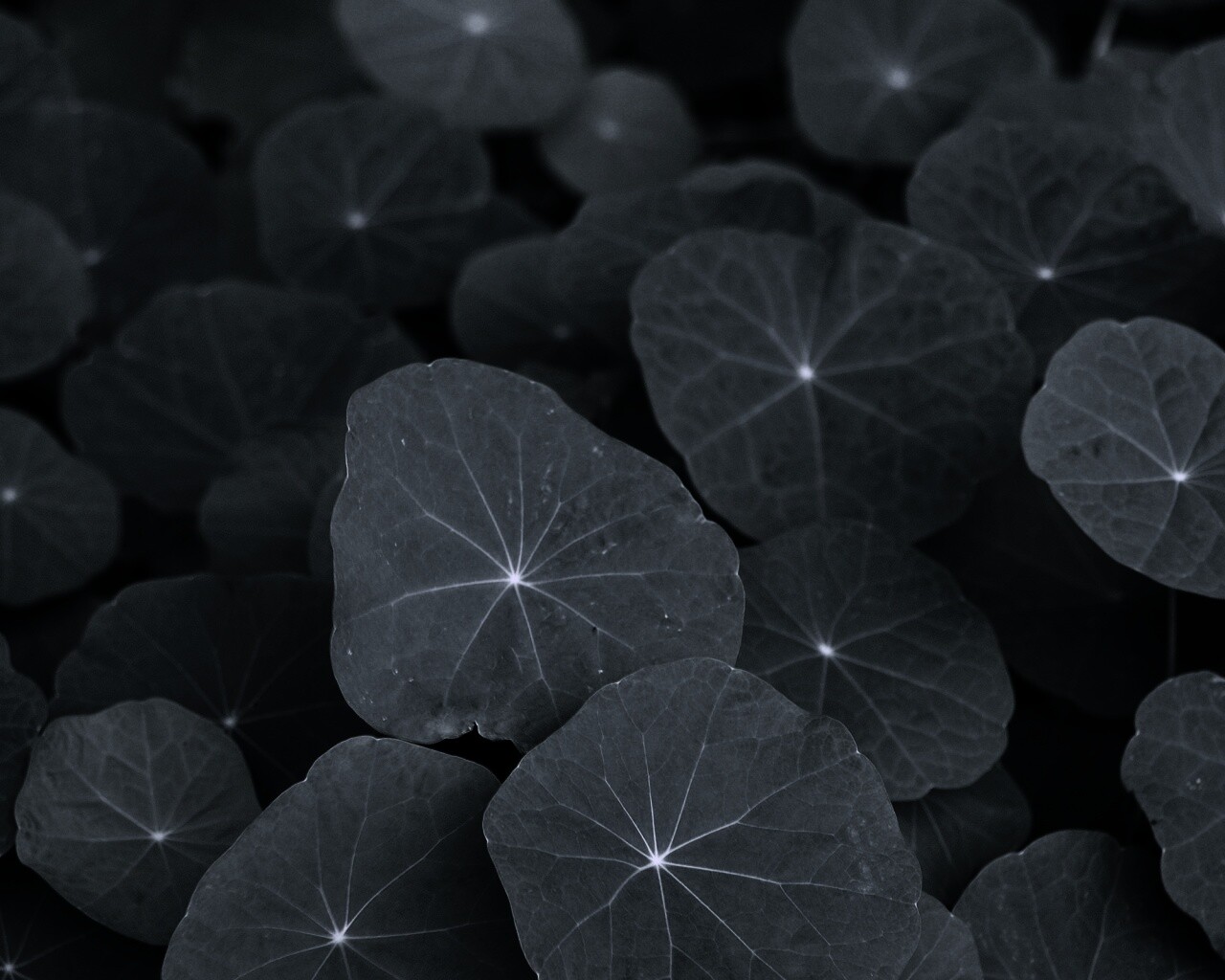 Настурция обои