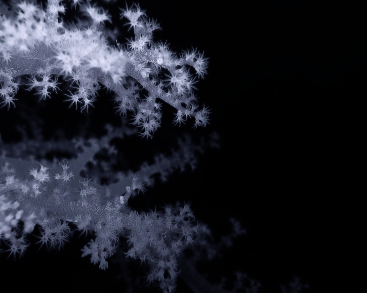 Кораллы обои