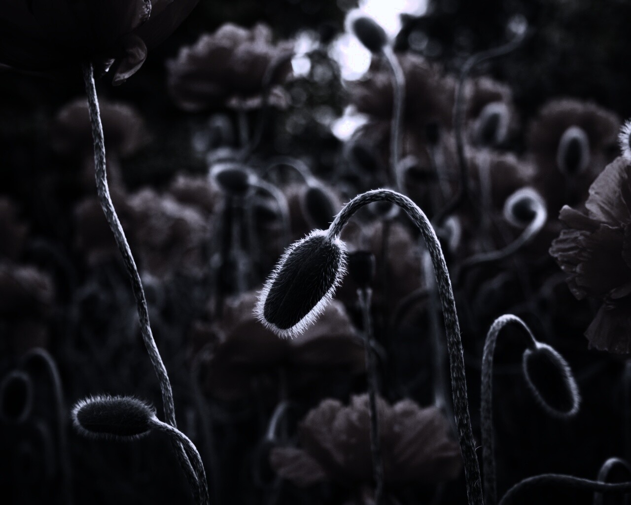 Бутон среди цветов обои