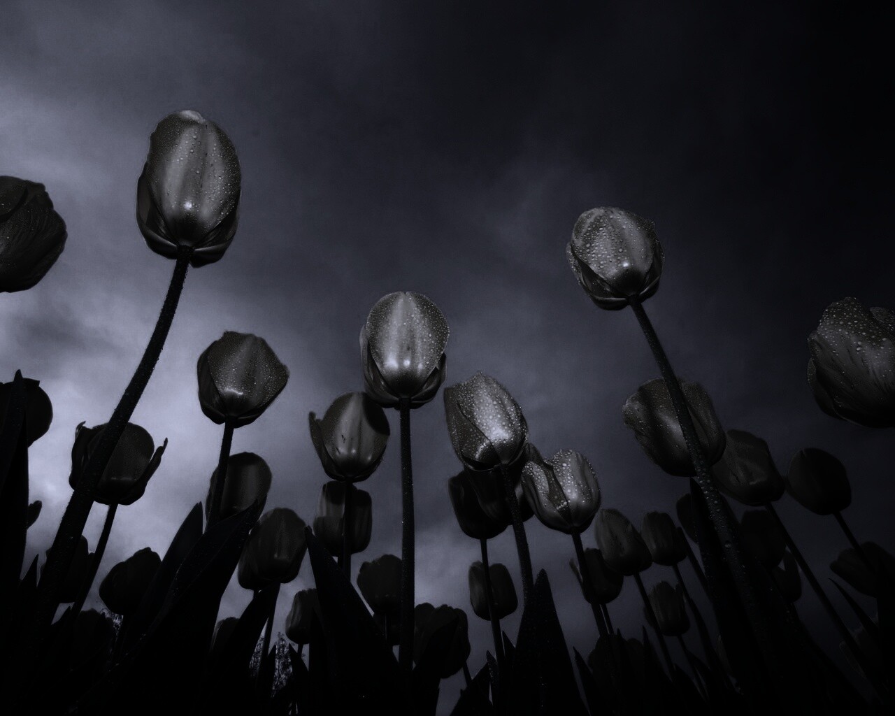 Жёлтые тюльпаны обои